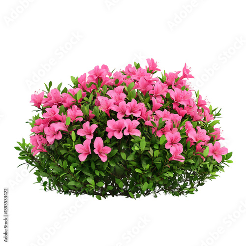 Vibrant Pink Azalea Bush Isolated on Transparent Background