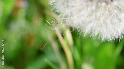 Wallpaper Mural macro view of dandelion flower with dandelion petals moved by wind during a spring day with bokeh background Torontodigital.ca