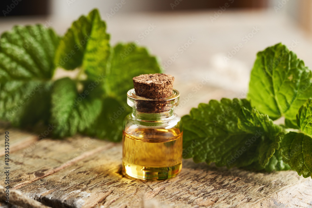 A bottle of aromatherapy essential oil with melissa leaves A bottle of aromatherapy essential oil with melissa leaves