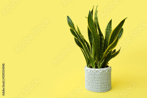 Beautiful sansevieria plant...