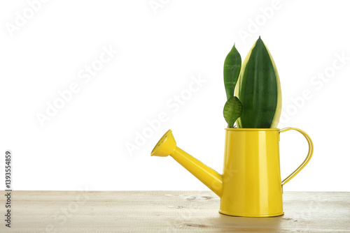 Beautiful sansevieria in wa...