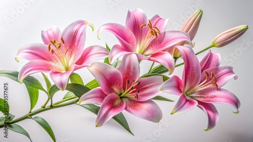 Stunning Pink Lilies in Soft Light Blooming Branches Captured from Multiple Angles a Celebration of Springtime Beauty