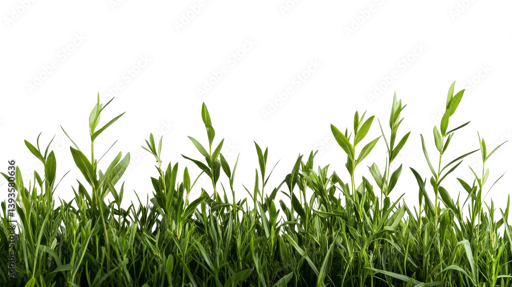 Obraz premium Vibrant green tarragon herb plants on black backdrop, cut out transparent