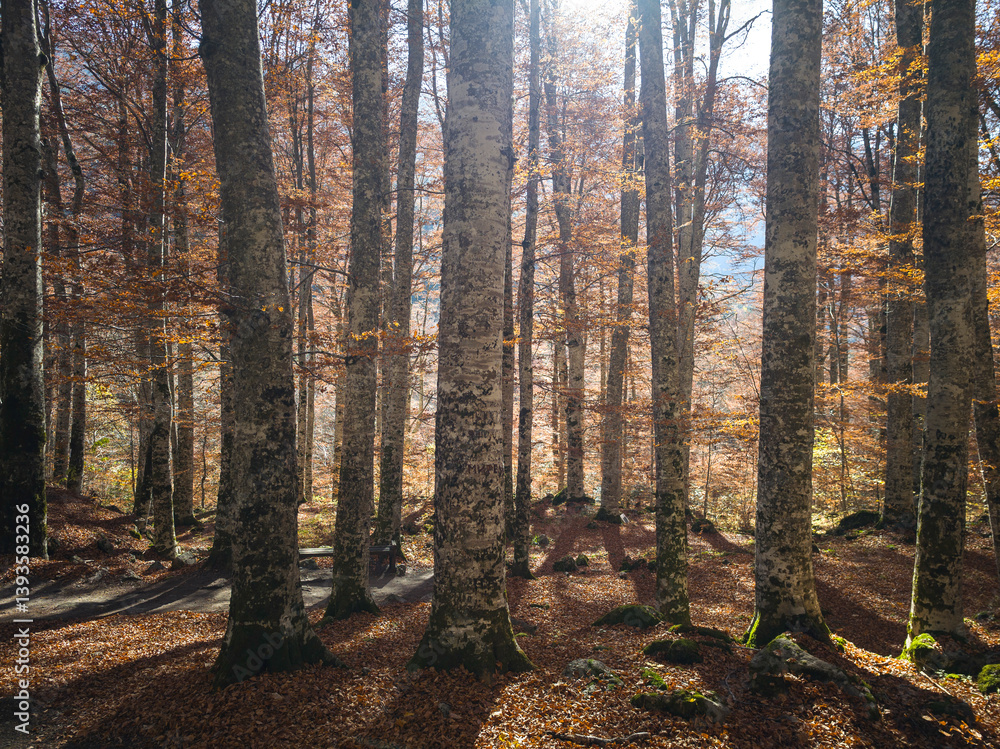 Fototapeta premium Autumn landscape of Rila Mountain, Bulgaria