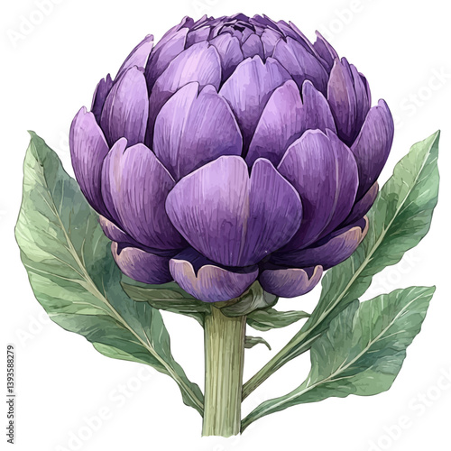 Artichoke Flower branch, watercolor illustration, isolated on a white background.

