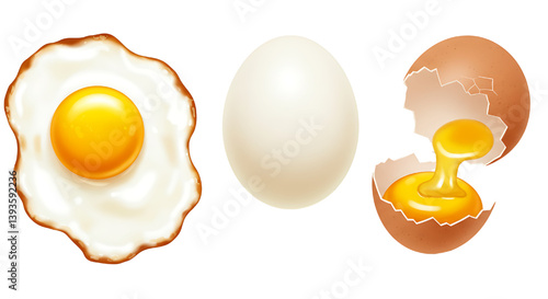 fried,boiled,broken egg vector illustration isolated on white background 