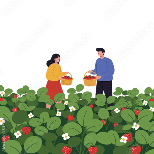 Two people harvesting strawberries in a lush field flat vector illustration