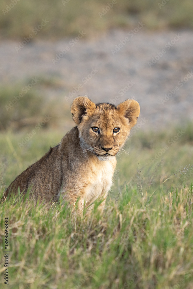 Fototapeta premium Lion cub portrait while sitting in the grass