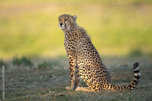 Photography Older cheetah cub looking out over the Serengeti