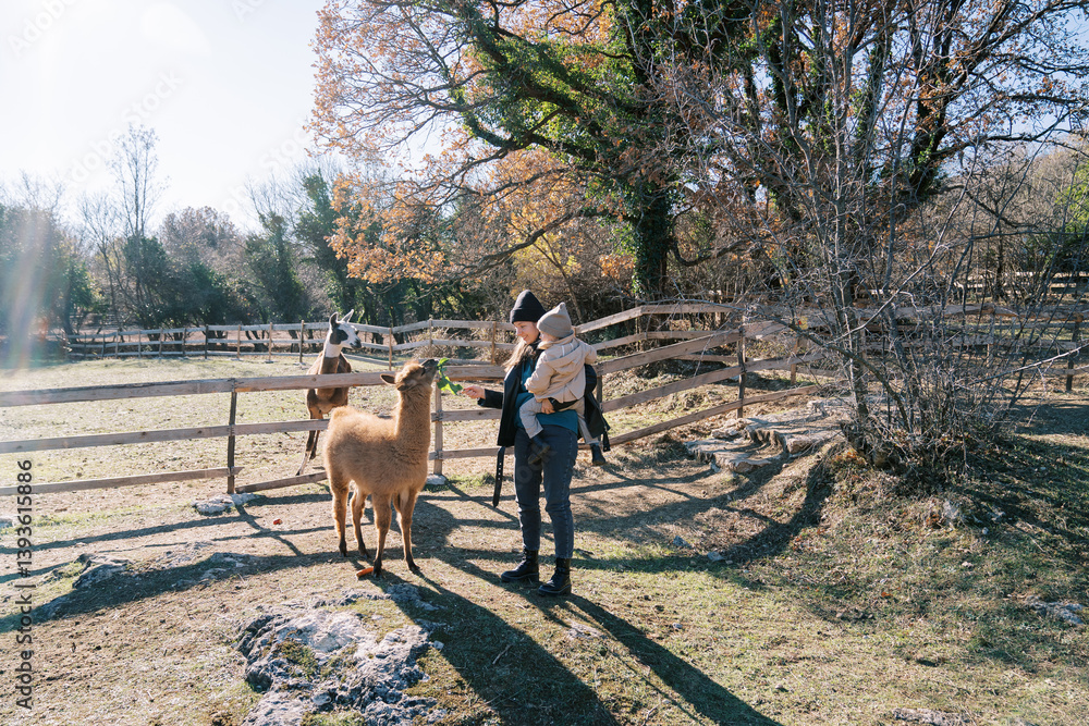 Fototapeta premium Mom with a little girl in her arms feeds green branches to a llama in the park