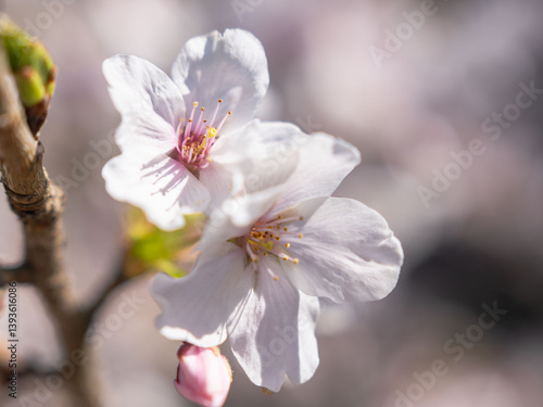 春　美しい桜の花のアップ10