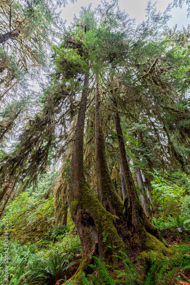 Hoh Rain Forest in Olympic National Park, WA