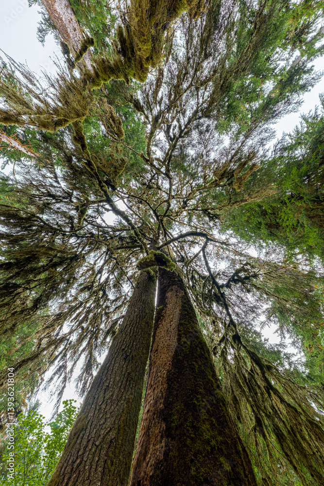 Hoh Rain Forest in Olympic National Park, WA
