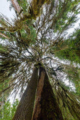 Obraz na płótnie Hoh Rain Forest in Olympic National Park, WA w salonie
