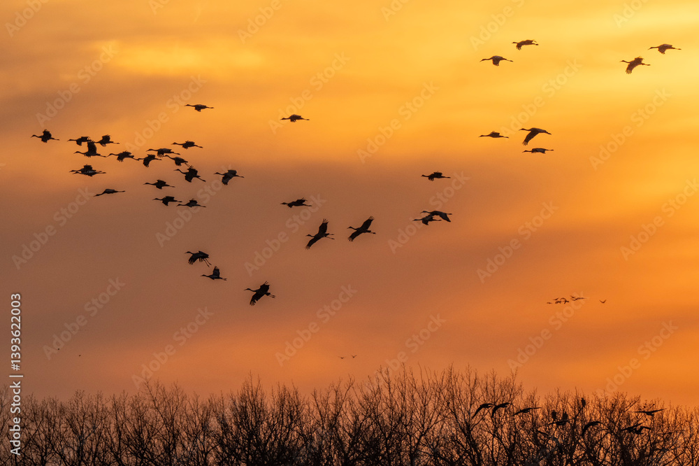 Fototapeta premium Sandhill cranes at sunset; Crane Trust; Nebraska 