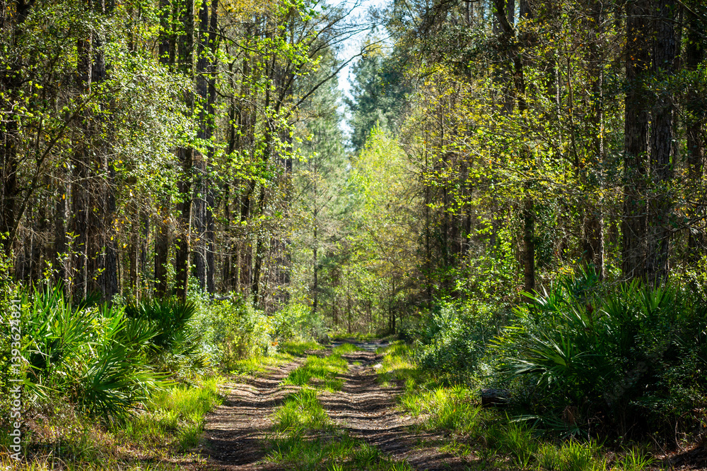 Obraz premium pathway in the forest
