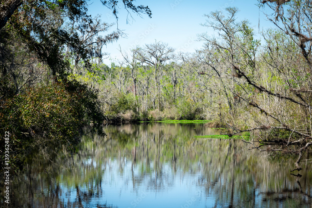 Obraz premium lake in the forest