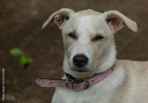 Konstfotografi Chienne blanche et crème avec collier rose