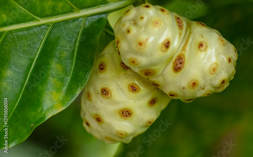 Canvas Print Fruit de noni - Morinda Citrifolia en Polynesie