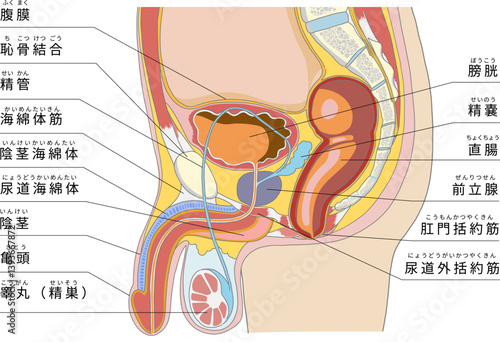 男性生殖器を含めた骨盤周辺の横からの解剖イラスト