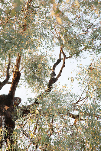 looking up through to a large weeping gum tree branches