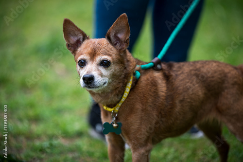 old dog on leash