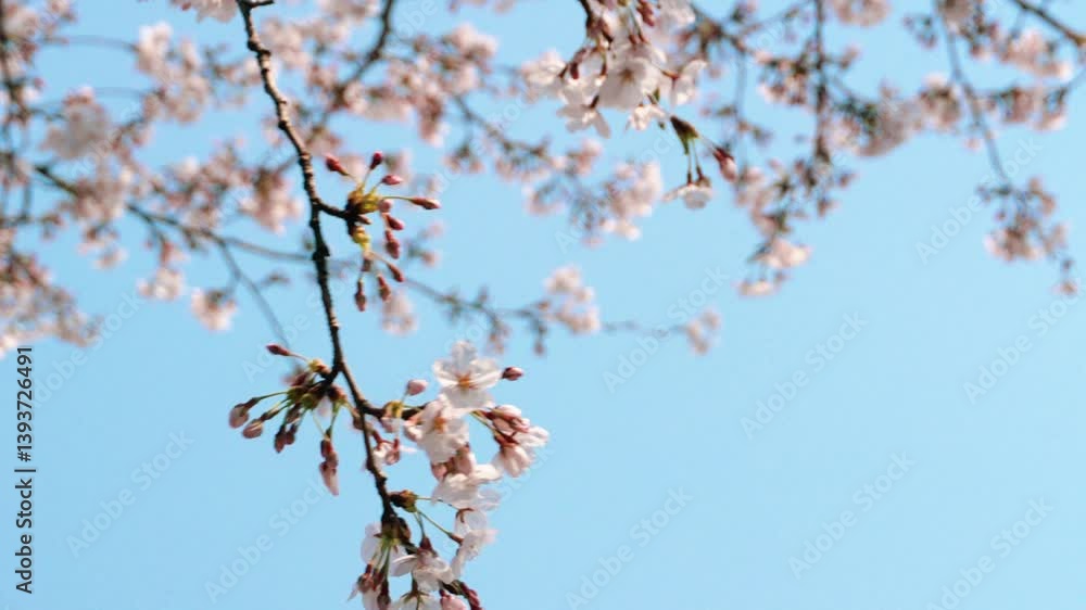 Cherry blossoms blooming in spring sway in the wind
Cherry blossoms blooming in spring sway in the wind
