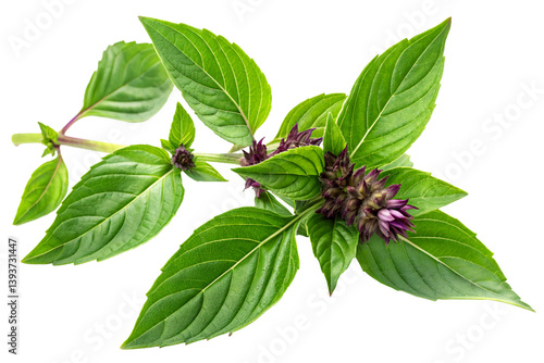 Fresh green medicinal tulsi leaves with aromatic healing properties.