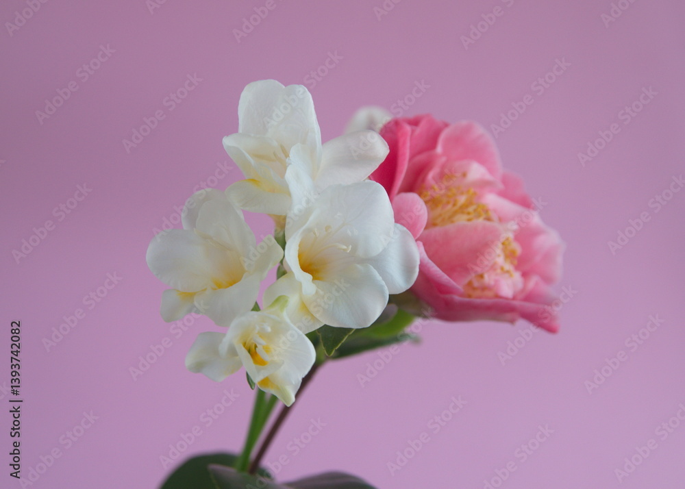 Fototapeta premium Bouquet of white Freesias and pink camelia in bloom, on pink bakground