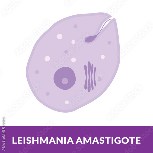 leishmania Amastigote Vector Illustration