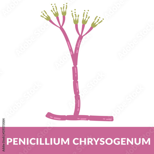 penicillium chrysogenum Vector Illustration