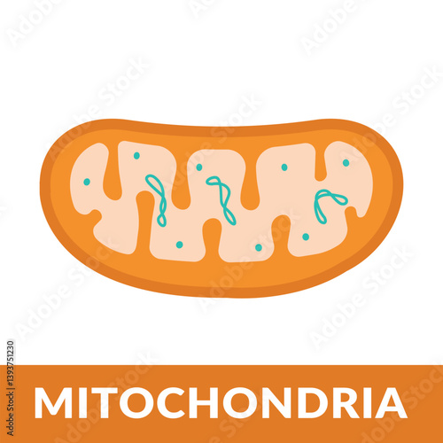 vector diagram of mitochondria cell vector illustration