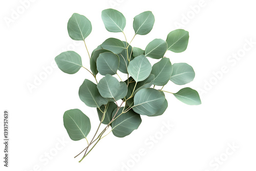 Fresh eucalyptus leaves isolated on transparent background