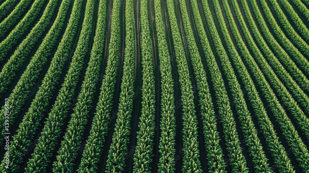A drone equipped with a camera capturing images of a soybean field from above, monitoring crop health for precision farming, open sky for text A drone equipped with a camera capturing images of a soybean field from above, monitoring crop health for precision farming, open sky for text