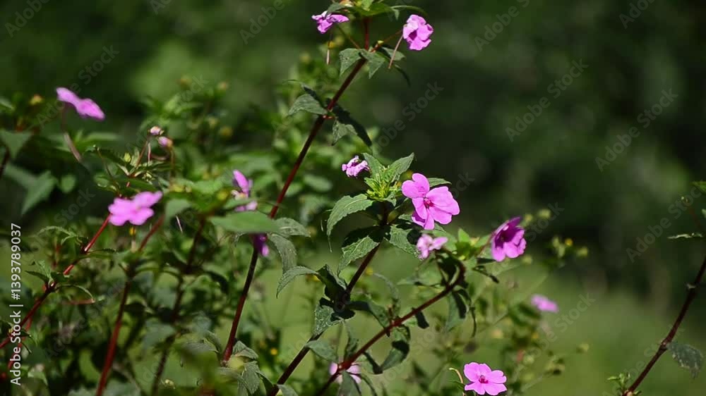 impatiens walleriana or water lily (bunga pacar air) impatiens walleriana or water lily (bunga pacar air)