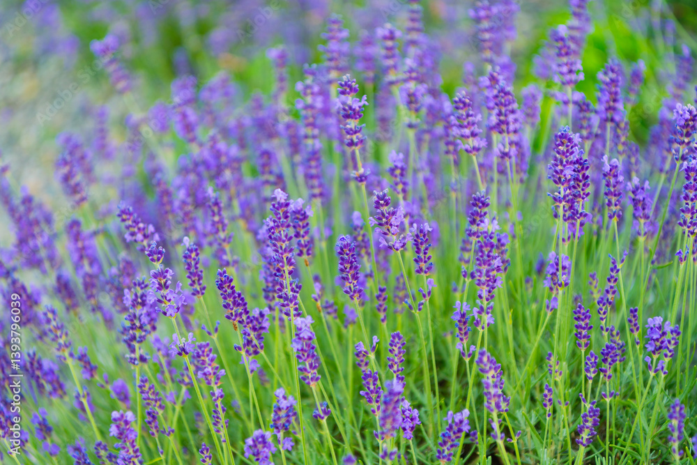 Obraz premium Lavender flower in summer. France Provence field. Purple lavender bloom. Composition of nature. Summer blooming flower. Blooming flower field. Field of lavender. Blooming lavender. Scenery meadow