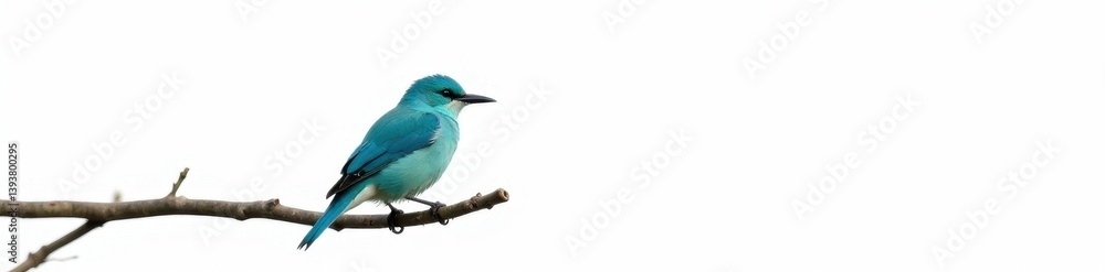 Tranquil turquoise blue feathered bird, black beak, resting on rustic branch, pure white backdrop , white, wooden Tranquil turquoise blue feathered bird, black beak, resting on rustic branch, pure white backdrop , white, wooden