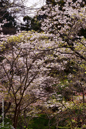 Wallpaper Mural 春の山　桜の木 Torontodigital.ca