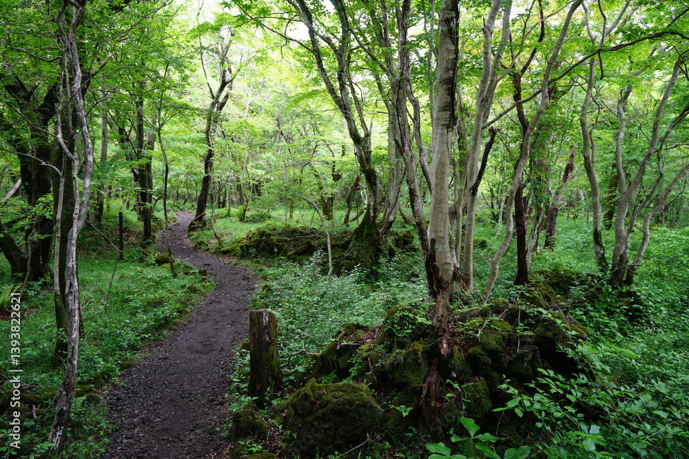 mossy rocks and old trees in old wild forest mossy rocks and old trees in old wild forest