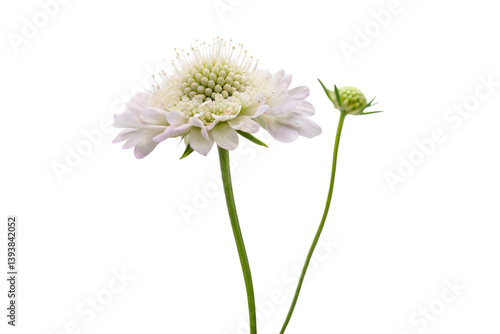 White Scabious Flower and Bud