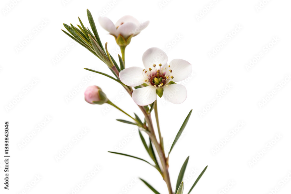 Fototapeta premium Leptospermum scoparium flower