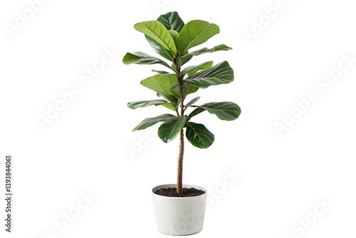 Fiddle Leaf Fig in White Pot