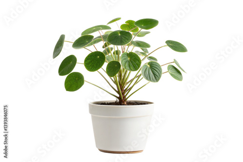 Pilea Peperomioides in White Pot