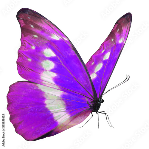 Beautiful​ purple butterfly on white​ ​background