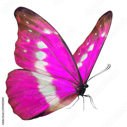 Beautiful​ pink butterfly on white​ ​background