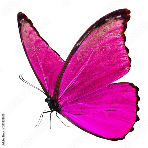 Beautiful​ pink butterfly on white​ ​background.
