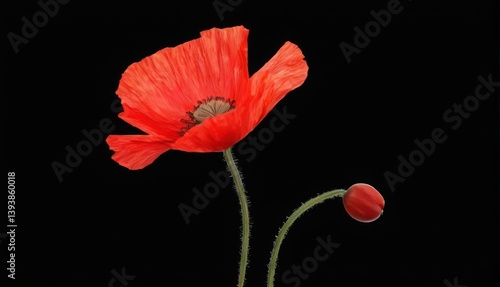 Vibrant red poppy in full bloom on black background, exuding serenity with curled petals and delicate stem.