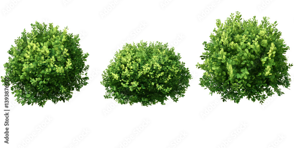 Fototapeta premium Lush green bushes arranged in a row, showcasing vibrant foliage against a transparent background, ideal for landscaping designs