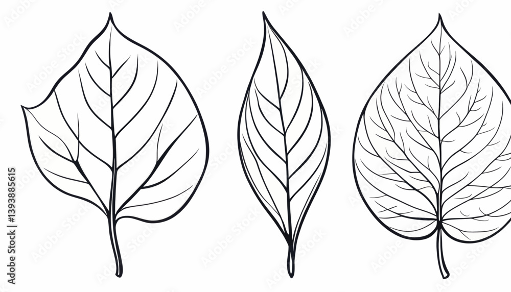 Obraz premium Botanical Line Art Three Leaf Illustrations Nature Drawing Design Element