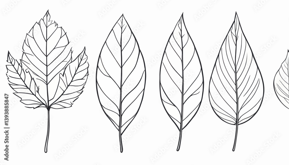 Obraz premium Collection of Detailed Line Drawings of Various Leaves Botanical Illustration
